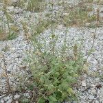 Nepeta parnassica Habit