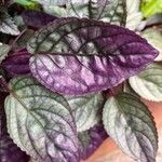 Strobilanthes alternata Leht