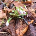 Claytonia virginica Цвят