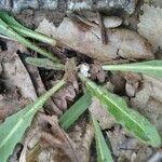 Picris hieracioides 叶