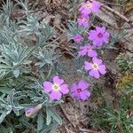 Marcus-kochia littorea Flower