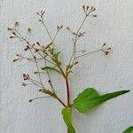 Boerhavia erecta 花