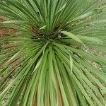 Yucca rostrataLeaf