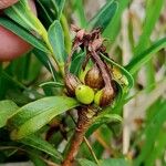 Daphne striata Frucht