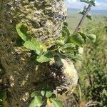 Commiphora schimperi Bark