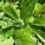 Erigeron pulchellus Leaf