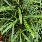 Pseudopanax crassifolius Leaf