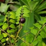 Bergera koenigii Fruit