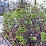 Sorbaria sorbifolia 整株植物