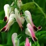 Fumaria capreolata Kwiat