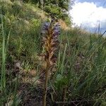 Phelipanche purpurea Libunga