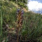 Orobanche purpurea Habitus