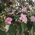 Lagunaria patersonia Flor