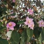 Lagunaria patersonia പുഷ്പം