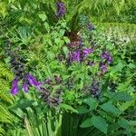 Salvia guaraniticaFlower