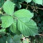 Rubus grabowskii Levél