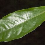 Aniba kappleri Leaf