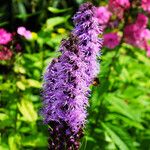 Liatris spicata Цветок