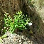 Stachys glutinosa Foglia