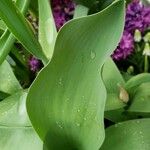 Tulipa spp. ᱥᱟᱠᱟᱢ