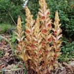 Orobanche gracilisFlower