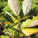 Elaeocarpus weibelianus