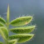 Astragalus sempervirens Froito