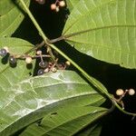 Miconia gracilis Leaf