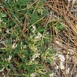 Astragalus greuteri Habitus