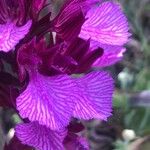 Anacamptis papilionacea Flor