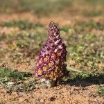 Cistanche violacea Hostoa