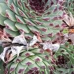 Sempervivum calcareum Лист