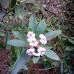 Daphne sericea Λουλούδι