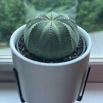 Euphorbia obesa 葉