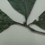 Terminalia guyanensis Other