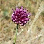 Allium sphaerocephalonКветка