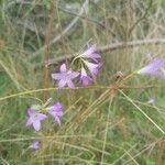 Campanula rapunculus Blomma