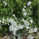 Cerastium tomentosum Flower