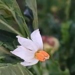 Solanum pseudocapsicumЦвят