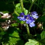 Glechoma hirsuta Flower