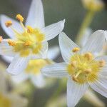 Toxicoscordion fremontii Flower