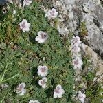 Erodium cheilanthifolium Hábito