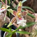 Oncidium crocidipterum Virág