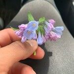 Mertensia virginicaFlower