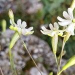 Silene saxifraga Blomst