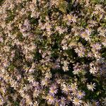 Aster amellusFlower