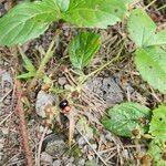 Rubus hispidus Fruit