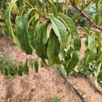 Prunus persica Leaf
