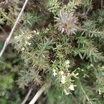 Galium humifusum 花