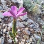 Dianthus pungens Blüte